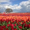 Wooden Shoe Tulip Festival in Woodburn, Oregon! | 40 Acres of Tulips in Every Color, Wine Tastings, Gift Shops, Easter & More! Oregon Tulip Festival