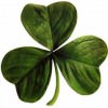 2015 Portland St. Patrick’s Day Events: Parties, Festivals, Music, Food & Drink Specials St Patrick's day Clover
