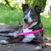 Last Chance! Save 40% Off Adoptions at Multnomah County Animal Services During the Month of June! Mulnomah County Animal Services