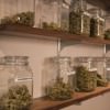 Celebrate Oregon’s Recreational Marijuana w/ Bridge City Collective | Free Food, Giveaways, Top Strains of Pot / Cannabis Bridge City Collective