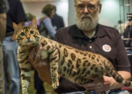 2020 International Cat Show in NE Portland | 250+ Cats Including Toybobs, Bengals, Pixie-Bobs, Donskoy & more! International Cat Show