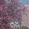 MANY Portland Spring Photos: Cherry Blossoms, Waterfront Park, Japanese Gardens, Mt Hood, Columbia Gorge, Tulip Festival Spring Photos by Mike Warner