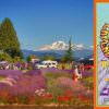 2016 Oregon Lavender DAZE Festival in Hood River | FREE, Live Music, Wine, Portland July 4th Weekend lavender