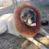 Portland in the News: Lion Dog, Portland is Huge in Japan, Demo Map & More! | September 1, 2016 News Lion
