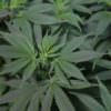 The Big Idea: Cannabis @ Revolution Hall | Free Discussion on the Complexities of Operating a Marijuana Business w/ a Panel of Experts The Big Idea: Cannabis