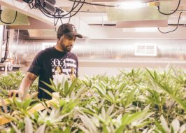 Portland in the News: So Much Beer, So Little Time; Downtown Subway, Seattle vs Portland & More! | June 22, 2017 https://www.theguardian.com/us-news/2017/jun/15/legal-marijuana-industry-racism-portland-jesce-horton