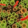 Science on Tap — Microbes and the Human Gut — Repeat! @ Alberta Rose Theatre | Learn What the Microbiome is And How It Can Get Out of Balance July 17: Science on Tap — Microbes and the Human Gut - Repeat! @ Alberta Rose Theatre