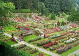 100 Years of Roses – FREE Centennial Celebration @ International Rose Test Garden | 2017 Washington Park Summer Festival, Family Friendly, Free Cupcakes, Tours, Performances by Young Audiences, Art & More! 100 Years of Roses - Centennial Celebration
