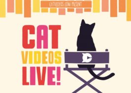 Win Tickets ($62): Cat Videos Live @ Aladdin Theater | Benefit for Local Charities, Comedy CAT VIDEOS LIVE!