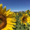 Sunflower Saturday @ Packer Farm Place | U-Pick, Bouquets, Games, Live Music, Fruit & Produce, Jams, Pickles & More! Sunflowers at Packer Farm Place