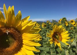 Sunflower Saturday @ Packer Farm Place | U-Pick, Bouquets, Games, Live Music, Fruit & Produce, Jams, Pickles & More! Sunflowers at Packer Farm Place