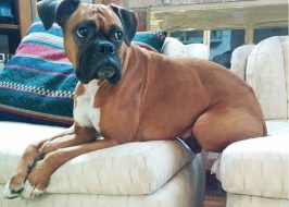 Pet Sitting on Rover.com: Your New Frontier | Make Money Taking Care of Portland’s Pets Rover.com