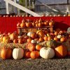 2017 Packer Farm Place Corn Maze in Hood River | Open Daily, Fresh Fruit & Fruit Products, Halloween Pumpkins, Family Picnic Area & More! Packer Farm Place Corn Maze