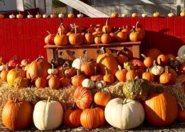 2017 Packer Farm Place Corn Maze in Hood River | Open Daily, Fresh Fruit & Fruit Products, Halloween Pumpkins, Family Picnic Area & More! Packer Farm Place Corn Maze