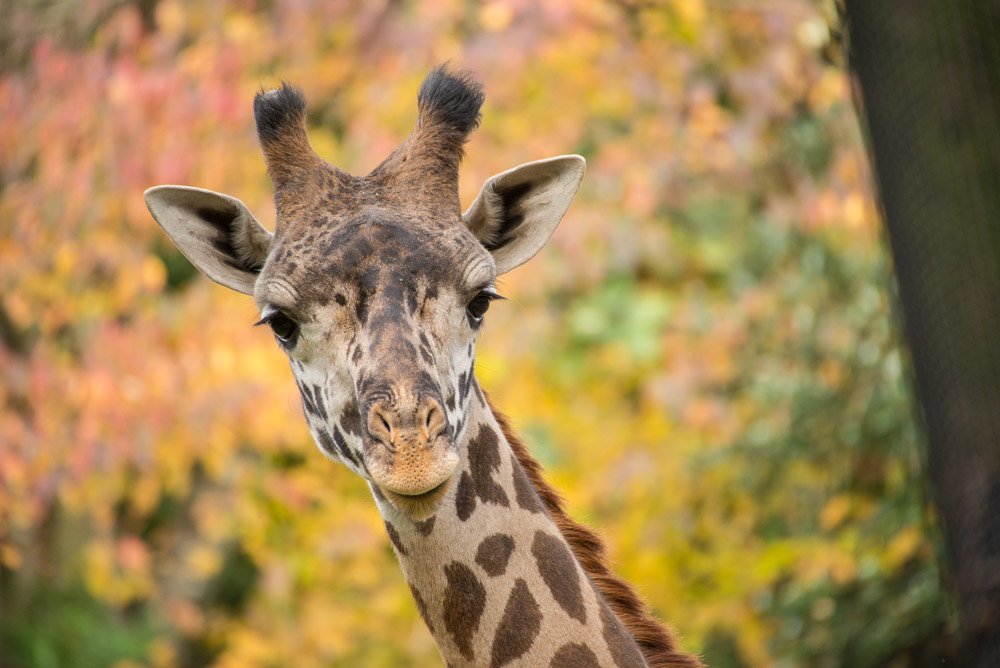 free admission day oregon zoo animal encounters christmas brunch portland oregon