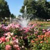 Portland in the News: The City’s Most Beautiful Places; High Speed Rail to Canada; New Streetcars & More! | March 22, 2018 http://www.oregonlive.com/expo/erry-2018/03/839568c159/the_16_most_beautiful_places_i.html