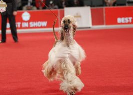 The Stumptown Cluster – Portland Kennel Club Dog Show @ Portland Expo | FREE, Dozens & Dozens of Breeds The Stumptown Cluster dog show