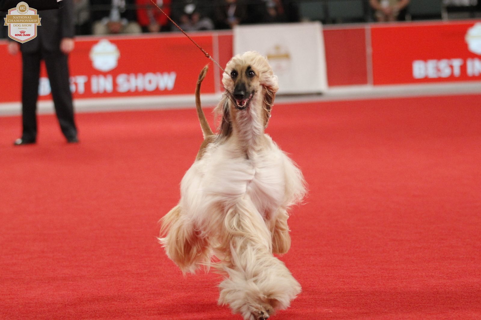 2019 The Stumptown Cluster – Portland Kennel Club Dog Show @ Portland