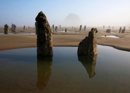 Portland in the News: Oregon’s Ghost Forest; Underground Custom Car Scene; & Surfing Catches a Wave in Portland | July 19, 2018 https://www.oregonlive.com/expo/life-and-culture/erry-2018/07/dd8b91474a9273/ghost-forest-emerges-from-the.html#incart_m-rpt-2