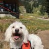 Mutts on the Mountain Festival @ Mt. Hood Meadows | Scenic Views, Hiking, Live Music, Beer & Wine Garden, Photo Booth, Raffle, Vendors & More! Mutts on the Mountain