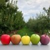 Hood River County Fruit Loop Fall Harvest Celebration & U-Pick Extravaganza | Cider, Pies, Fiesta Days, Growler Fills, Harvest Bounty & More! Hood River County Fruit Loop Fall Harvest Celebration