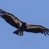 Win Tickets ($30): Oregon Zoo Pub Talk: Recovery of a Flying Giant | Focusing on the Zoo’s Conservation Work With California Condors Pub Talk: Recovery of a Flying Giant