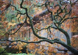 Portland in the News: The Bandage Man of Cannon Beach, The Brown Widow, Cat Burglar & More! | October 11, 2018 https://www.oregonlive.com/expo/life-and-culture/erry-2018/10/132cec45ce4936/portland-japanese-garden-displ.html
