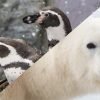 Win Tickets ($30): Oregon Zoo Pub Talk: Polar Bears and Penguins | Experts Discuss Saving Animals Threatened by Climate Change pBearsPenguins_fb