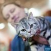 2019 International Cat Show + Food Drive for the Oregon Food Bank | 250+ Cats Including Toybobs, Bengals, Pixie-Bobs, Donskoy & more! International cat show