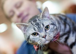 2019 International Cat Show + Food Drive for the Oregon Food Bank | 250+ Cats Including Toybobs, Bengals, Pixie-Bobs, Donskoy & more! International cat show