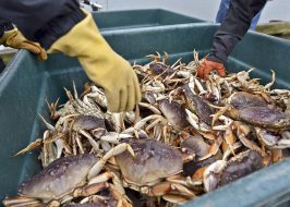 Portland in the News: Crab Season Opens; Top City for Bike Commuting; NW Travel Guide & More! | January 3, 2019 https://www.dailyastorian.com/news/local/crab-season-set-to-open/article_0e42fd9a-0bb2-11e9-b358-e3695437af86.html