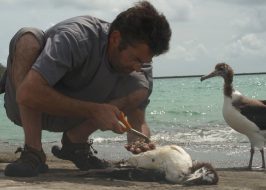 Albatross @ Clinton Street Theater | Free, A Documentary Look at Sadness, Grief, Beauty & Love ALBATROSS