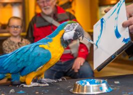 Win Tickets ($30): Oregon Zoo Pub Talk: Training Animals for Better Welfare | Featuring Animal Behavior Specialist Barbara Heidenreich Pub Talks