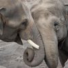 Win Tickets ($30): Oregon Zoo Pub Talk: Living With Elephants | Meet w/ Shermin de Silva, Director of the Uda Walawe Elephant Research Project H_Oregon Zoo Elephants by Shervin Hess