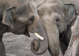 Win Tickets ($30): Oregon Zoo Pub Talk: Living With Elephants | Meet w/ Shermin de Silva, Director of the Uda Walawe Elephant Research Project H_Oregon Zoo Elephants by Shervin Hess