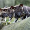 Win Tickets ($30): Oregon Zoo Pub Talk: Protecting Endangered Painted Dogs | Learn About African Wild Dogs from Wildlife Expert Greg Rasmussen Pub Talk: Protecting Endangered Painted Dogs