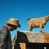 Portland in the News: Belmont Goats At Home in North Portland; Blind Man Drives Alvord Desert; New Land Protections In Oregon & More! | March 14, 2019 https://www.oregonlive.com/portland/2019/03/portlands-beloved-belmont-goats-are-again-taking-visitors-this-time-in-north-portland.html
