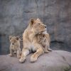 2019 Portland Mother’s Day Brunch @ Oregon Zoo | Reservations, Eggs Benedict, Shrimp & Grits, Smoked Seafood Board & More! oregon zoo mother's day