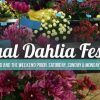 2019 Annual Portland Dahlia Festival @ Swan Island Dahlias | 40 Acres of Flowers in Full Bloom, Indoor Display, Portland 2019 Labor Day Weekend Swan Island Dahlia Festival-large image 2019