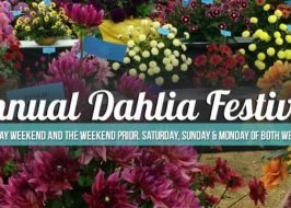 2019 Annual Portland Dahlia Festival @ Swan Island Dahlias | 40 Acres of Flowers in Full Bloom, Indoor Display, Portland 2019 Labor Day Weekend Swan Island Dahlia Festival-large image 2019