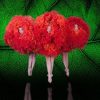MOMIX Returns to White Bird @ Newmark Theatre | Mixing Dance & Illusion, An Eye Filling Theatrical Experience Momix Photo