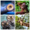 2019/2020 Oregon Zoo Pub Talks | Learn About Wildlife Conservation Over Dinner & Drinks, Elephants, Giraffes, Orangutans & More! Oregon Zoo Pub Talks