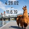 Portland in the News: Portland Subway; Remembering 2 Portland Greats: Columbia Sportswear’s Gert Boyle; & Therapy Llama, Rojo | November 7, 2019 https://www.kgw.com/article/news/local/animal/rojo-llama-portland-euthanized/283-c3c85f7a-fe7b-4643-a92b-6fc8a183f582