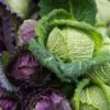 Get Fresh, Local Produce and Much More Year-Round at the Portland State University Farmers Market psu farmers