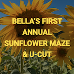 Bella Organic Sunflower Maze