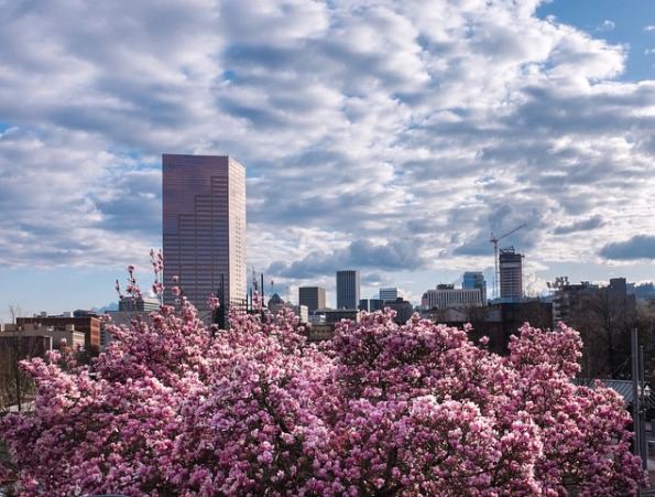 Portland.Spring.Cherry.Blossoms