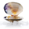 Operation Farmgate from Hama Hama Oyster Co. | Help Keep the Diggers & Pickers Working! Free Shipping to Washington & Oregon! Operation Farmgate from Hama Hama Oyster Co