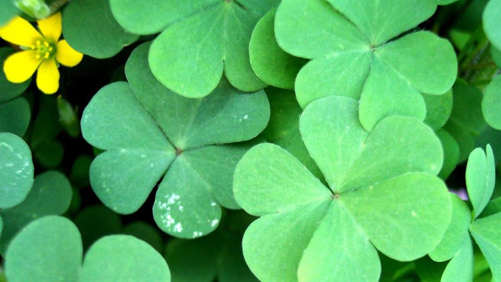 2025 Portland St. Patrick’s Day Weekend Events Parade, Cruise, Parties