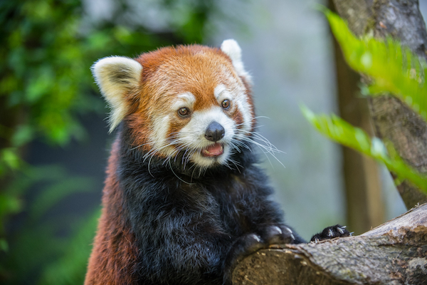 Oregon Zoo Animal Encounters