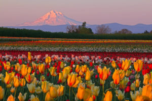 Tulip Festival 2025 in Oregon